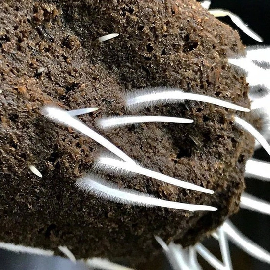 Plant Success King Crab 100ml – Microbial Boost for Strong Roots & Bigger Yields