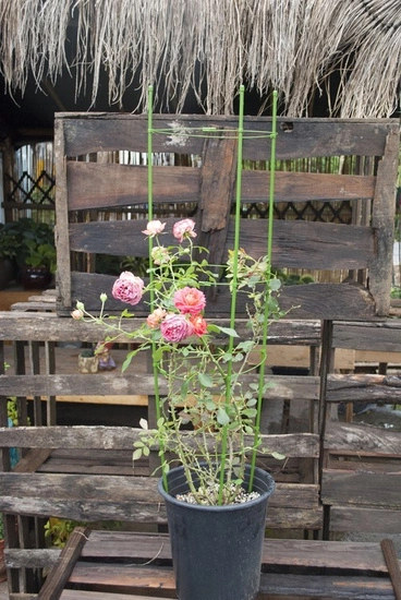 Support Frame dla roślin 60cm wysokości firmy Herbgarden