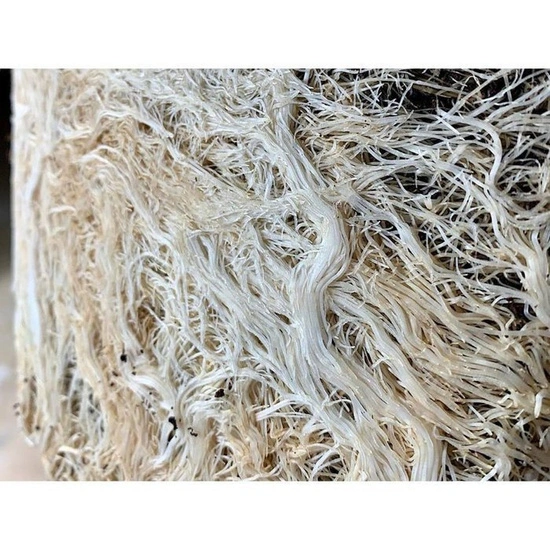 Plant Success King Crab 473ml – Microbial Boost for Strong Roots & Bigger Yields