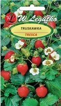 Strawberry / Tresca / 0.03 g