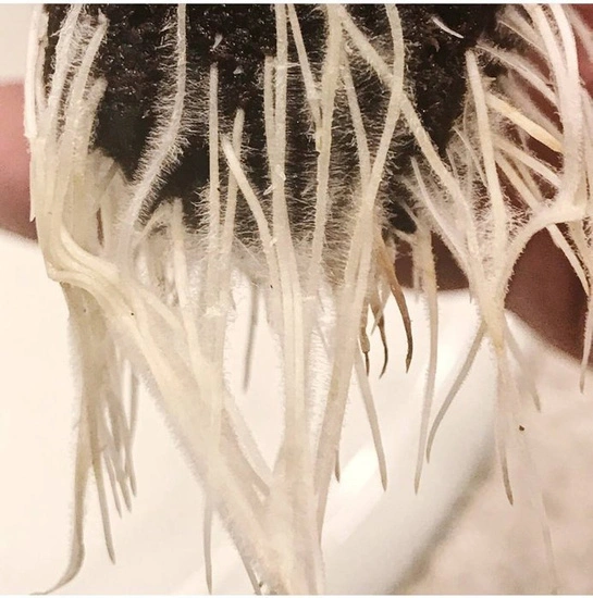 Plant Success King Crab 100ml – Microbial Boost for Strong Roots & Bigger Yields