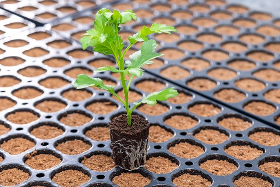 Canna Rootplugs – taca z wkładami do wysiewu, kiełkowania i klonowania roślin 77 szt