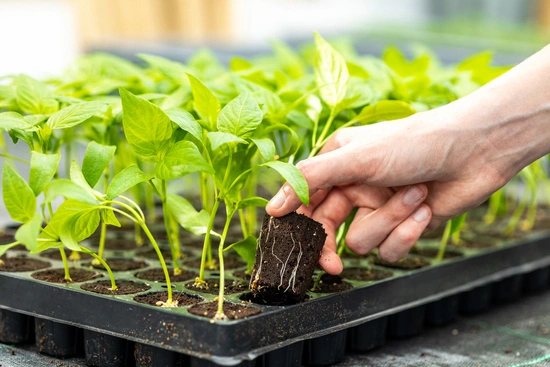 Canna Rootplugs – Propagation Tray with inserts for Sowing, Germinating & Cloning Plants | 77 pcs