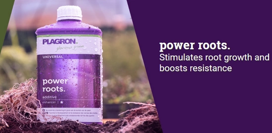 Plagron Power Roots 100ml | for rooting