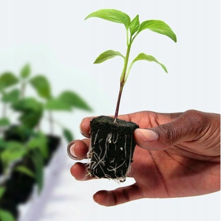 Growth Technology Root Riot 77 cubes tray - organic starter cubes for seeds and cuttings