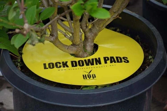 HYP Lock Down Pads 15x15cm 6” - insect sticky pad square 8pcs