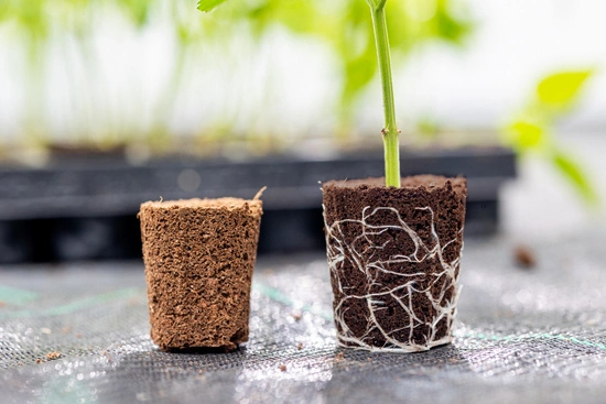 Canna Rootplugs – Propagation Tray with inserts for Sowing, Germinating & Cloning Plants | 77 pcs