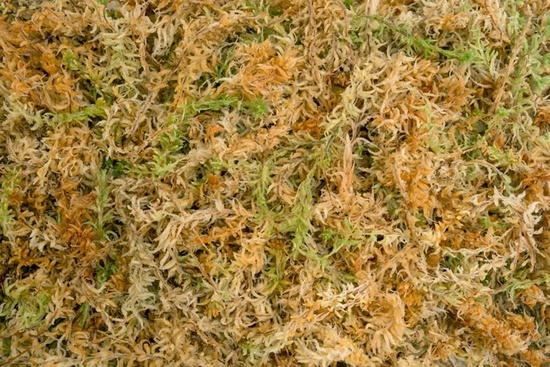 Besgrow New Zealand Sphagnum Spagmoss Classic 150G 12L Premium moss