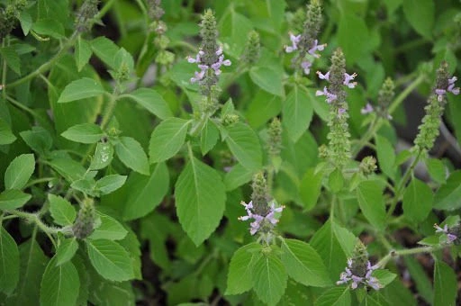 Basil seed mix