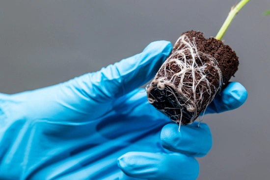 Canna Rootplugs – taca z wkładami do wysiewu, kiełkowania i klonowania roślin 77 szt