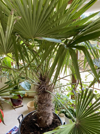 Pro Palm Fertilizer 500g - nawóz do palm i roślin egzotycznych | granulat