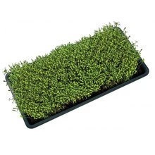 Taca uprawowa Garland Microgreens czarna z drenażem 56x 28 cm