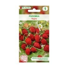 Wild strawberry - Fragaria vesca 'Regina' seeds 0.10g