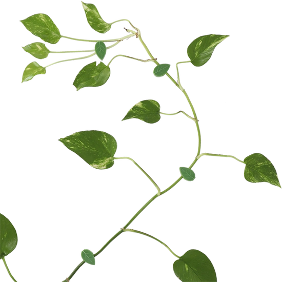 Esschert Design – Leaf Plant Clips Set (10 pcs)