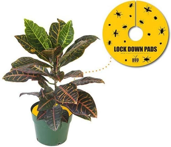 HYP Lock Down Pads 15x15cm 6” - insect sticky pad square 8pcs