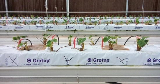 Grodan Mata z Wełny Mineralnej Grotop Master® 100x15x7,5cm / 2 warstwy włókien | 1 sztuka