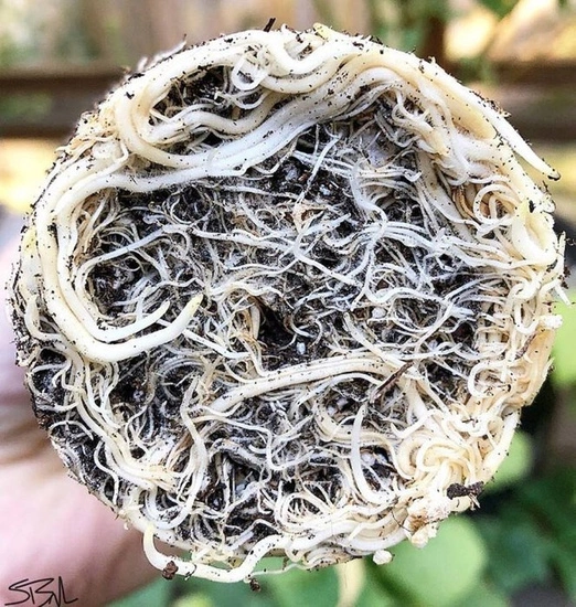 Plant Success King Crab 473ml – Microbial Boost for Strong Roots & Bigger Yields