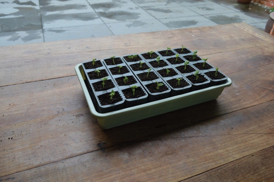 Samonawadniający propagator Garland z 24 wkładami do ukorzeniania 38x23xh14cm G241
