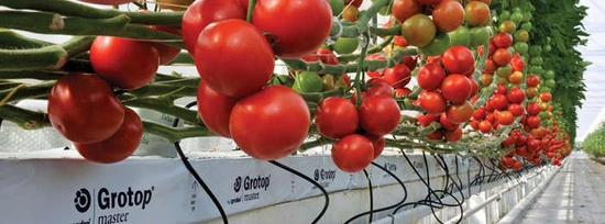 Grodan Mineral Wool Mat MASTER 100x15x7.5 / double layers of fibers | 1 pcs