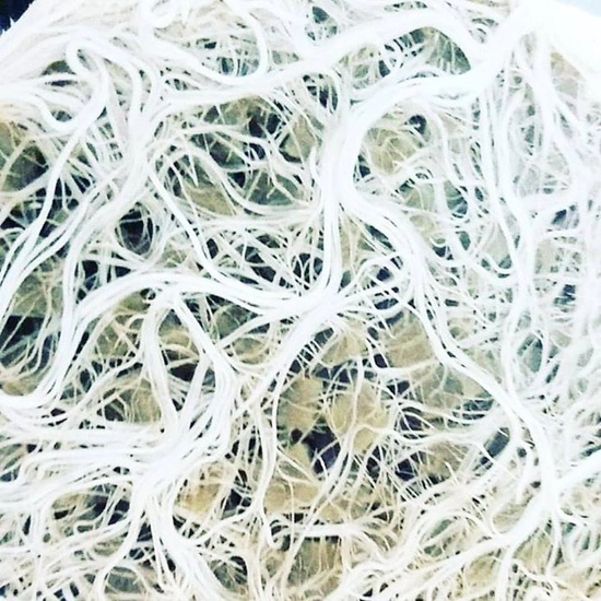 Plant Success King Crab 473ml – Microbial Boost for Strong Roots & Bigger Yields